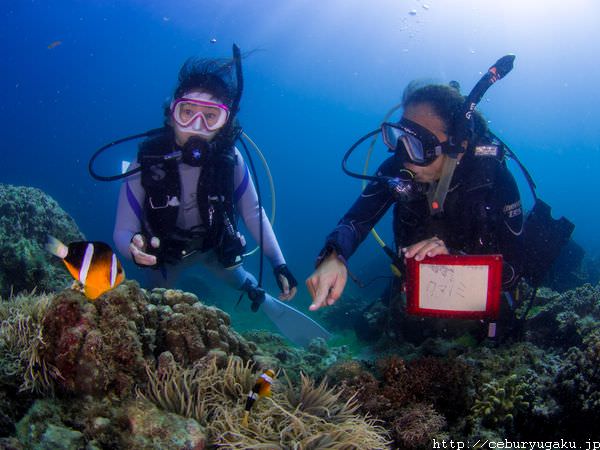 セブ島プロダイバーが教える 正しいダイビングショップの選び方