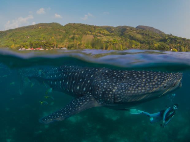 なぜ セブ島オスロブにジンベエザメが来るの ほぼ100 見れる理由