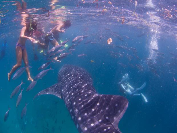 なぜ セブ島オスロブにジンベエザメが来るの ほぼ100 見れる理由