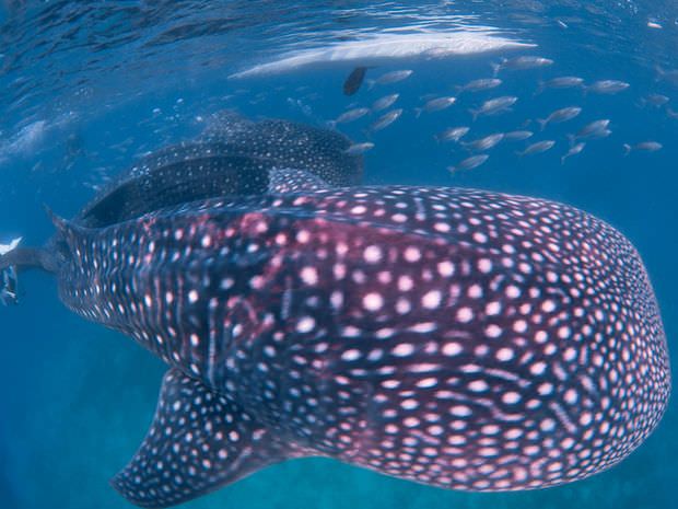 セブ島オスロブ見れるジンベエザメってどんなサメ 知られざる生態とは