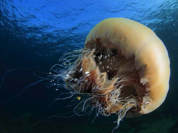 かわいい海の生き物♡べす 公式】あつまれ！おさかなの海-かわいい海の生き物たち