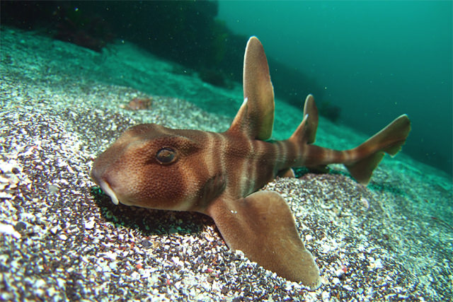 スキューバダイビング楽しめる 可愛いお魚と危険生物 41選