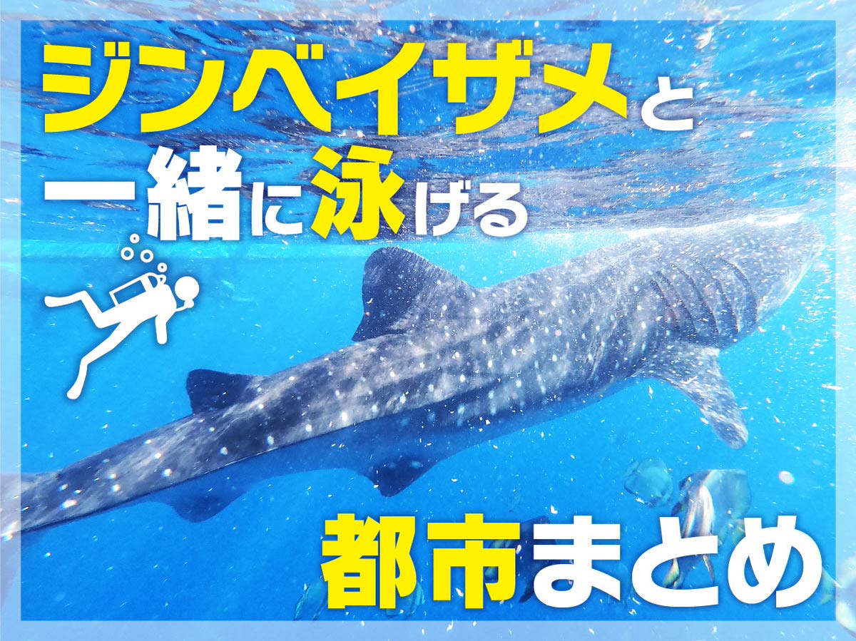 ジンベイザメと一緒に泳ぐ 世界の人気スポット 11選 沖縄 セブ それとも