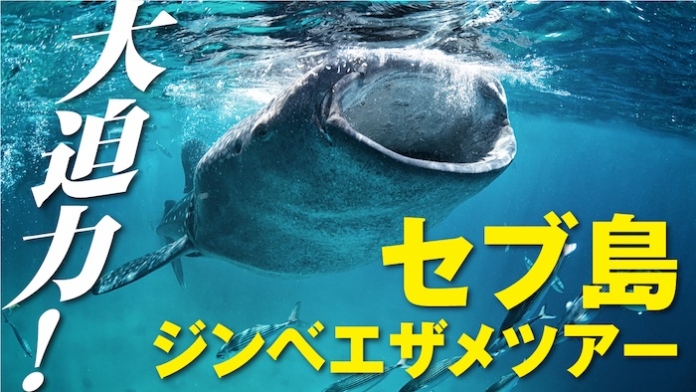 大迫力 セブ島ジンベイザメツアー オスロブ