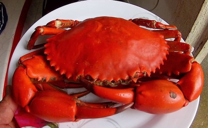 カニ好き集まれ Monster Crab モンスタークラブ でカニざんまい